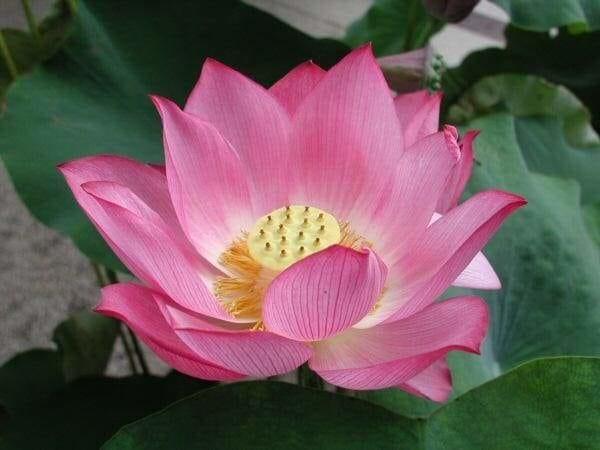 Close-up of vibrant pink lotus flower with green leaves in natural outdoor setting
